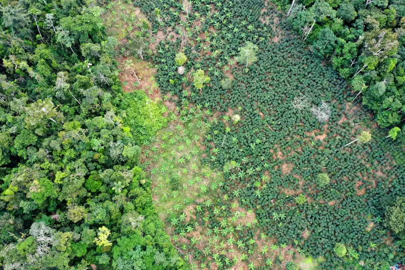 奥托马约因农业而被砍伐的地区。  Conservation International