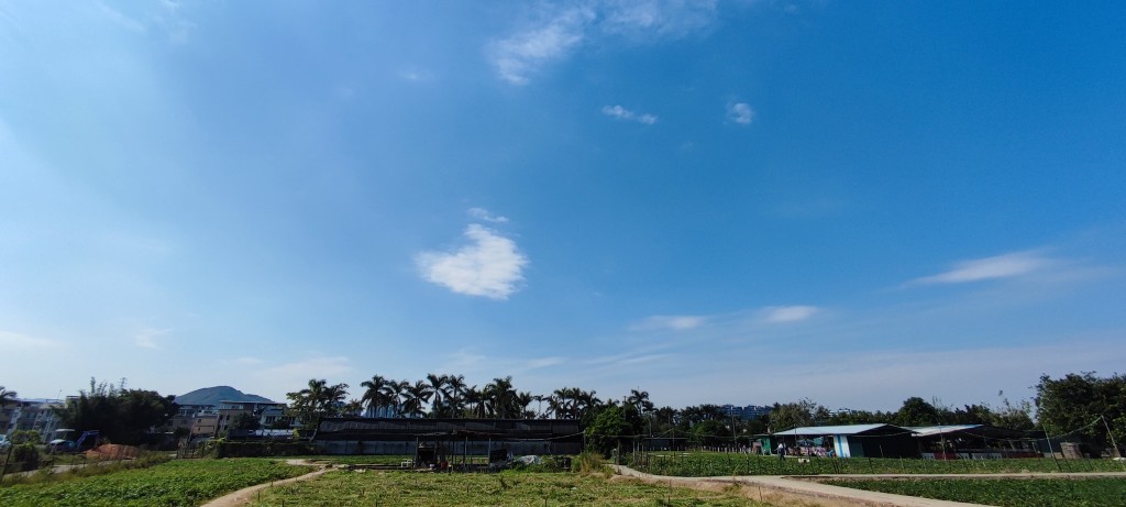 花田已被場主整幅剷走。網民Angel Chan圖片