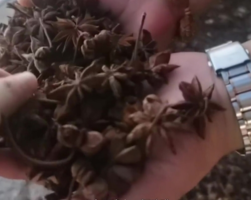 內地商人不法使用硫磺熏製八角愈見普遍，檢測指二氧化硫超標16倍，對人體有害。(網圖)