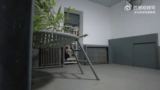 大熊猫「丫丫」需适应新环境。北京动物园