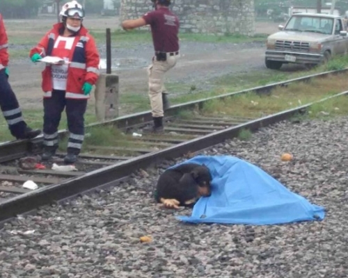 男主人被火車撞死,忠犬在旁伴屍拒絕離開。網圖