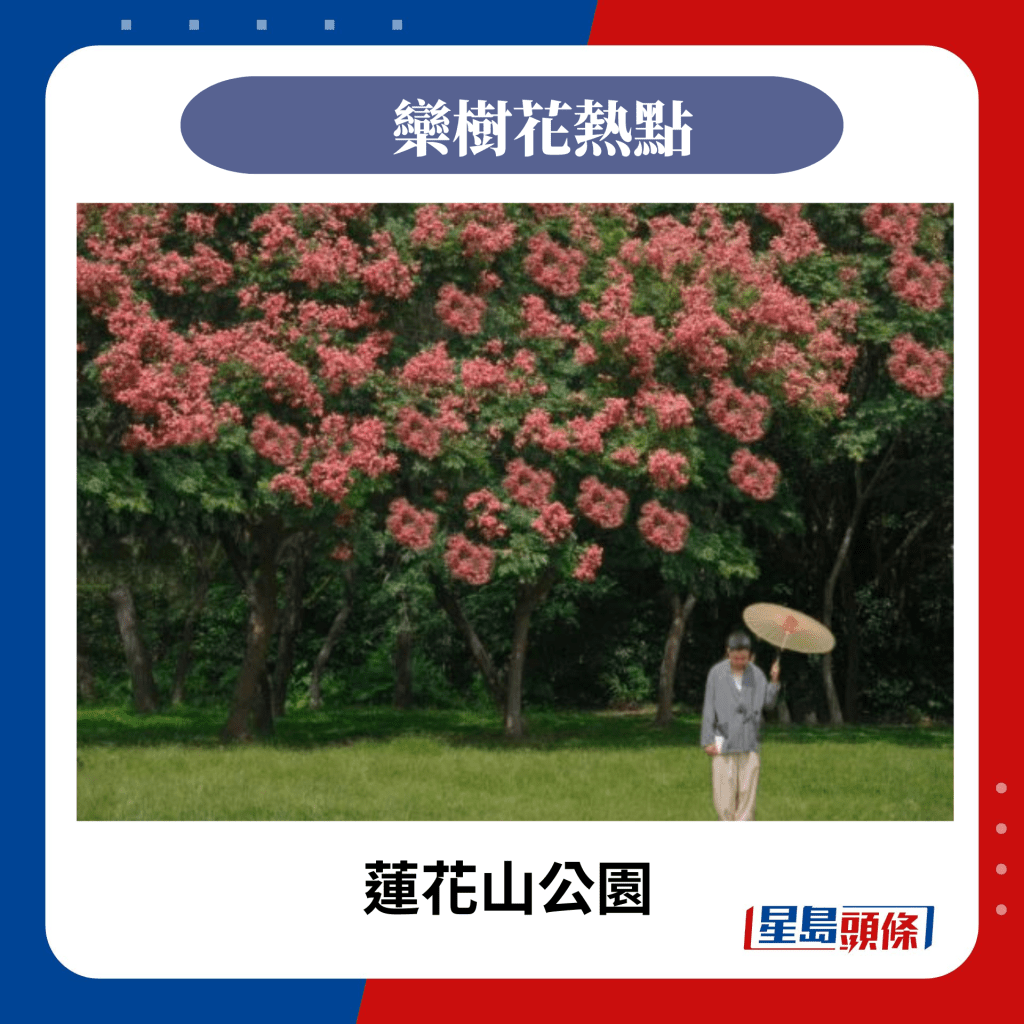 欒樹花熱點：蓮花山公園