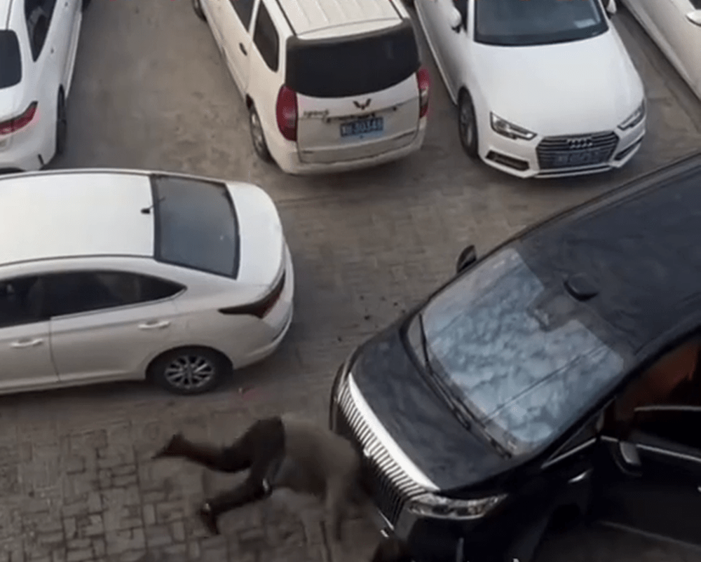 另一角度影片，河南汉“飞身插水式头槌”狂撼对方车头。