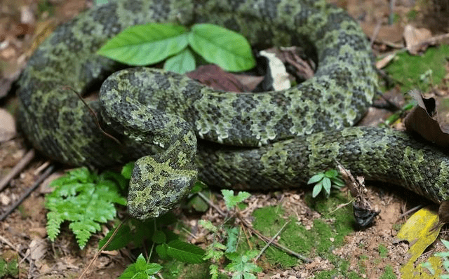 「莽山烙鐵頭蛇」毒液中含有較強凝血毒素，平均排毒量約為300毫克，被攻擊咬到後果嚴重。