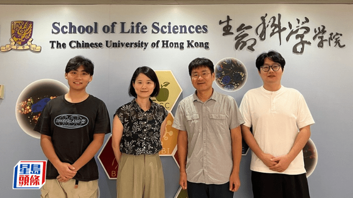 香港中文大學生命科學學院的研究團隊早前發現,植物細胞在高溫下會選擇性地分解其粒線體的碎片結構。中大提供