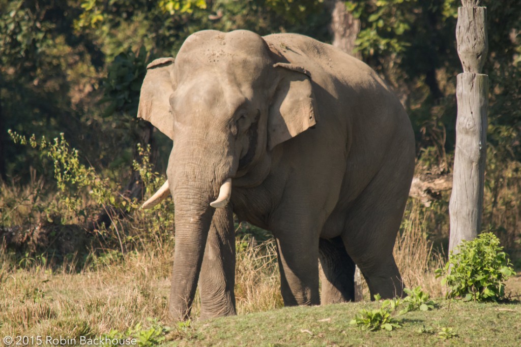 尼泊爾奇旺國家公園有野象闖民居。wildnepal