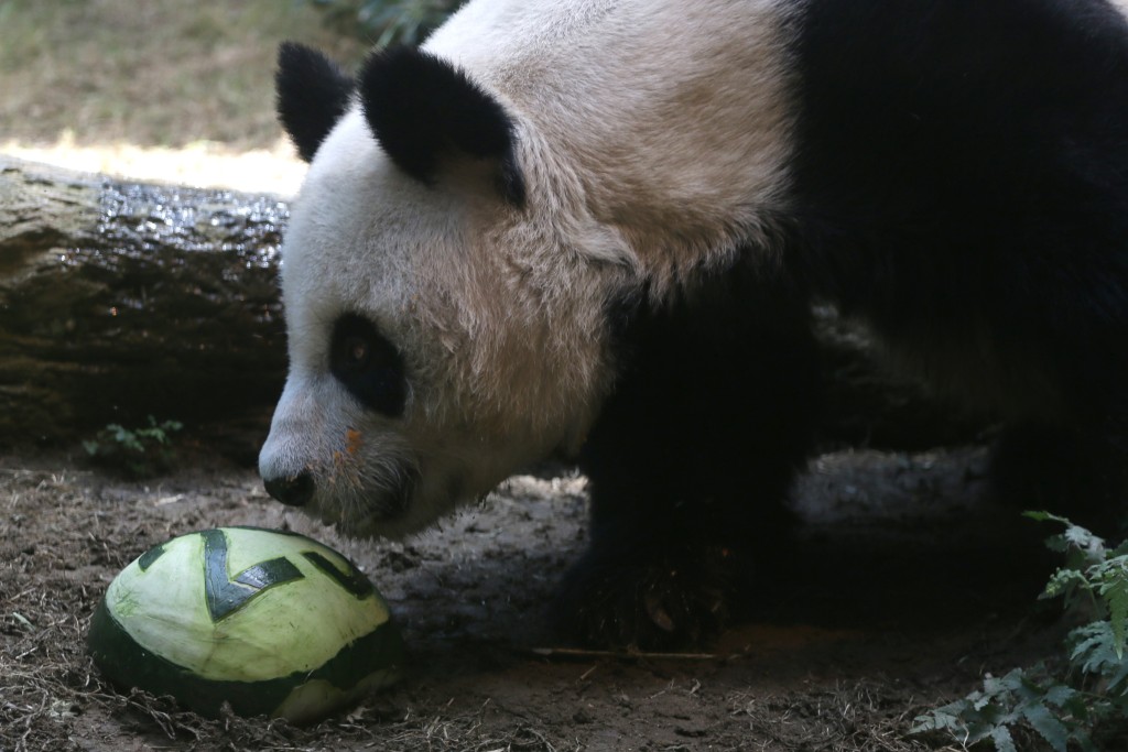 大熊猫安安于7月离世。资料图片
