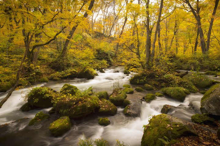 在红叶美景衬托下，奥入濑溪的秋色十分迷人。