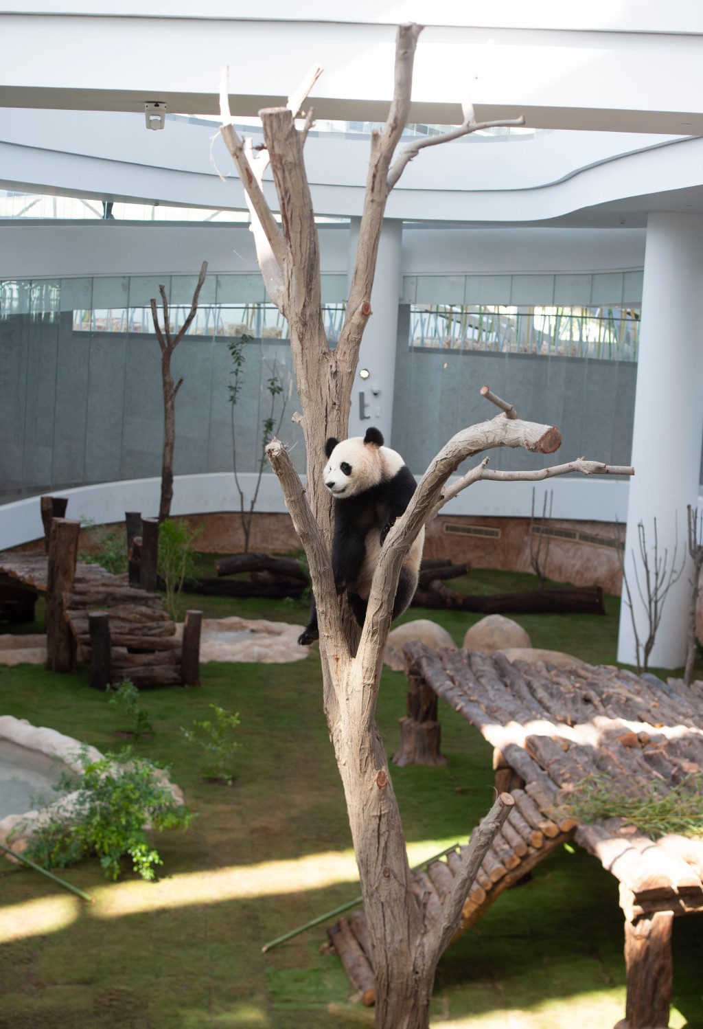 中國駐卡塔爾大使說，當地熊貓館的飼育員正在努力學習四川話，以便更好和大貓熊溝通。新華社