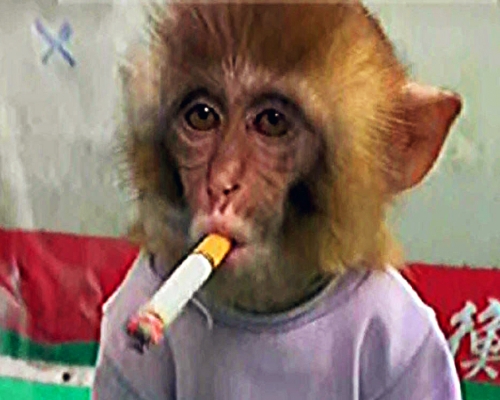 動物園發布幼猴抽煙影片挨轟，園方辯稱擺拍。