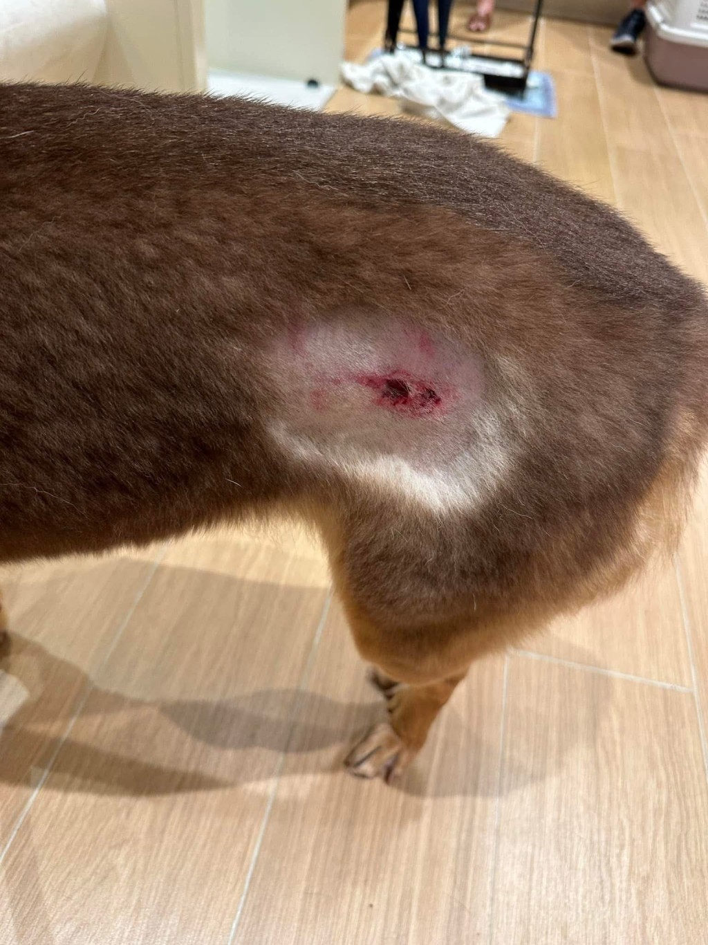 其他狗主公開,愛犬被兩隻狗襲擊的受傷照片。(來源:threads) 其他狗主公開,愛犬被兩隻狗襲擊的受傷照片。(來源:threads)