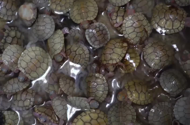 寵物龜。 新華社 寵物龜。 新華社