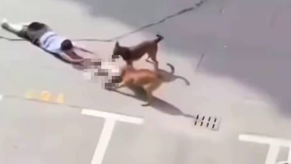 上海男童遭两犬疯狂撕咬，家长拼死营救。