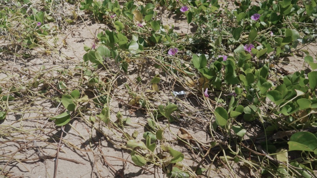 植物研究員帶觀眾走訪周公島、蒲台島、大嶼山水口、南丫島等海島。香港電台提供 植物研究員帶觀眾走訪周公島、蒲台島、大嶼山水口、南丫島等海島。香港電台提供