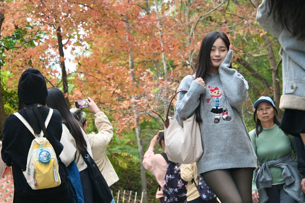 每到一棵紅葉樹下，會聚集許多攝影愛好者、情侶及一家大小打卡。