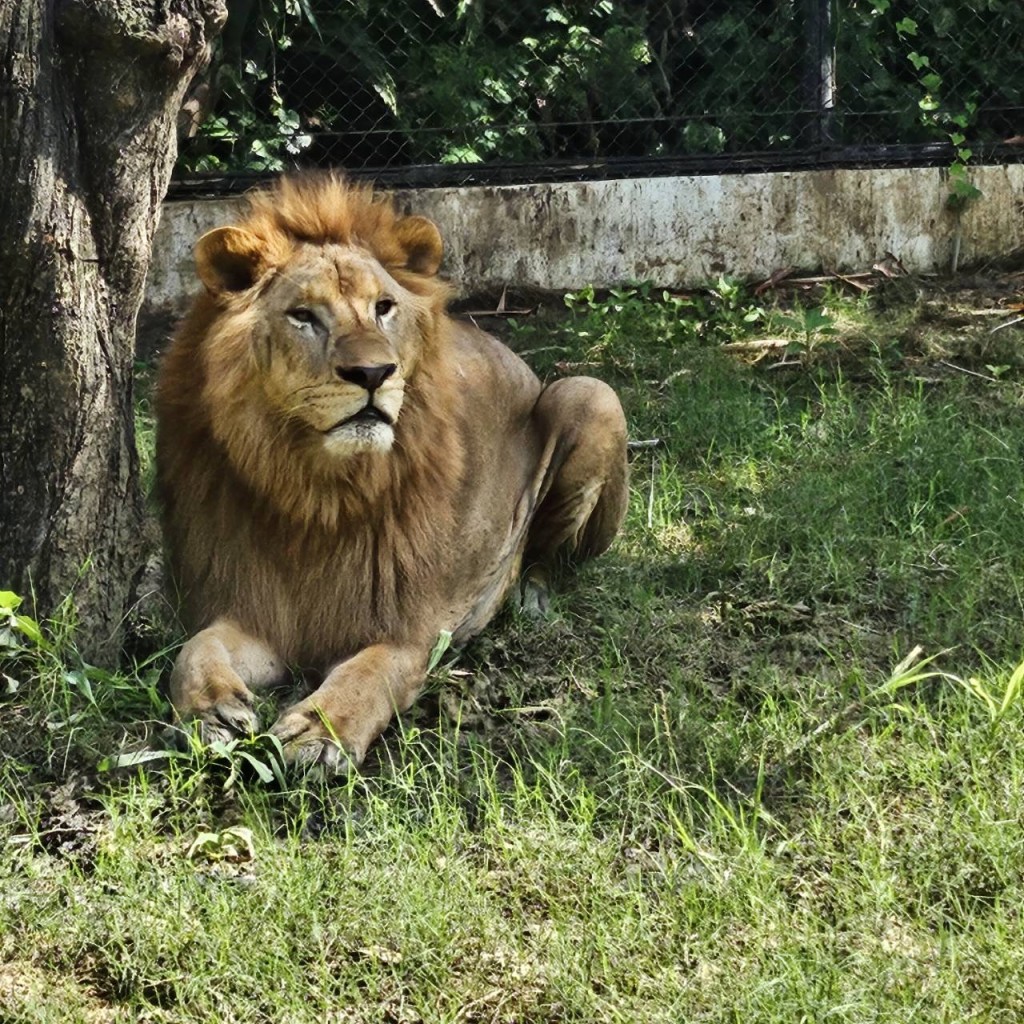 曼谷Safari World的獅子。 fb 曼谷Safari World的獅子。 fb