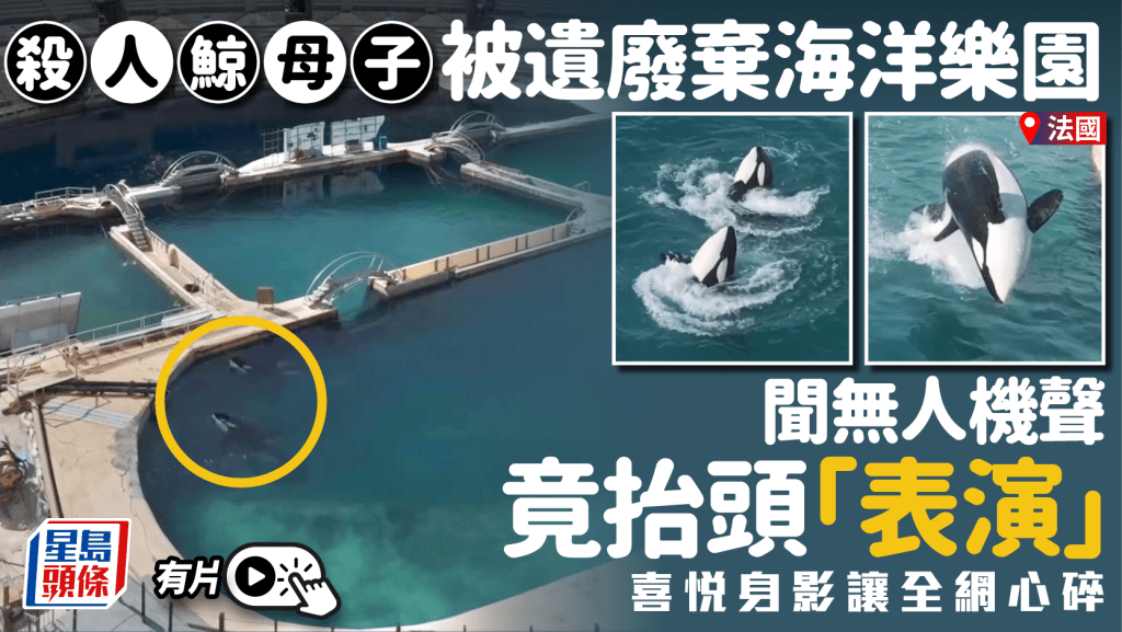 法國殺人鯨母子被困廢棄樂園   向無人機「表演」千萬網民心酸