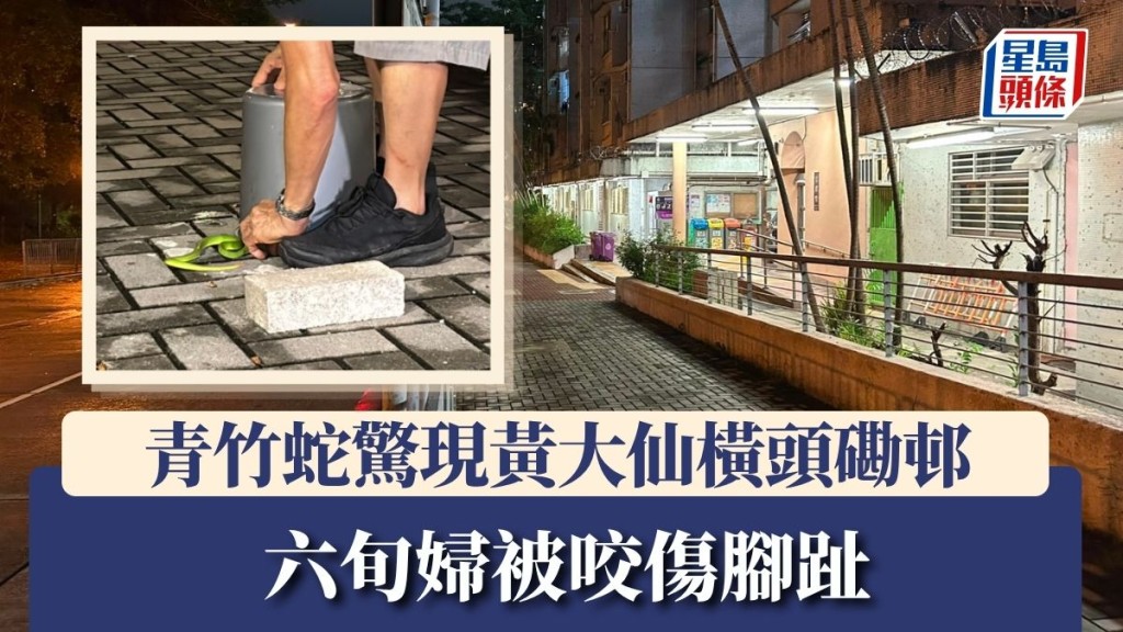 青竹蛇驚現黃大仙橫頭磡邨 六旬婦被咬傷腳趾