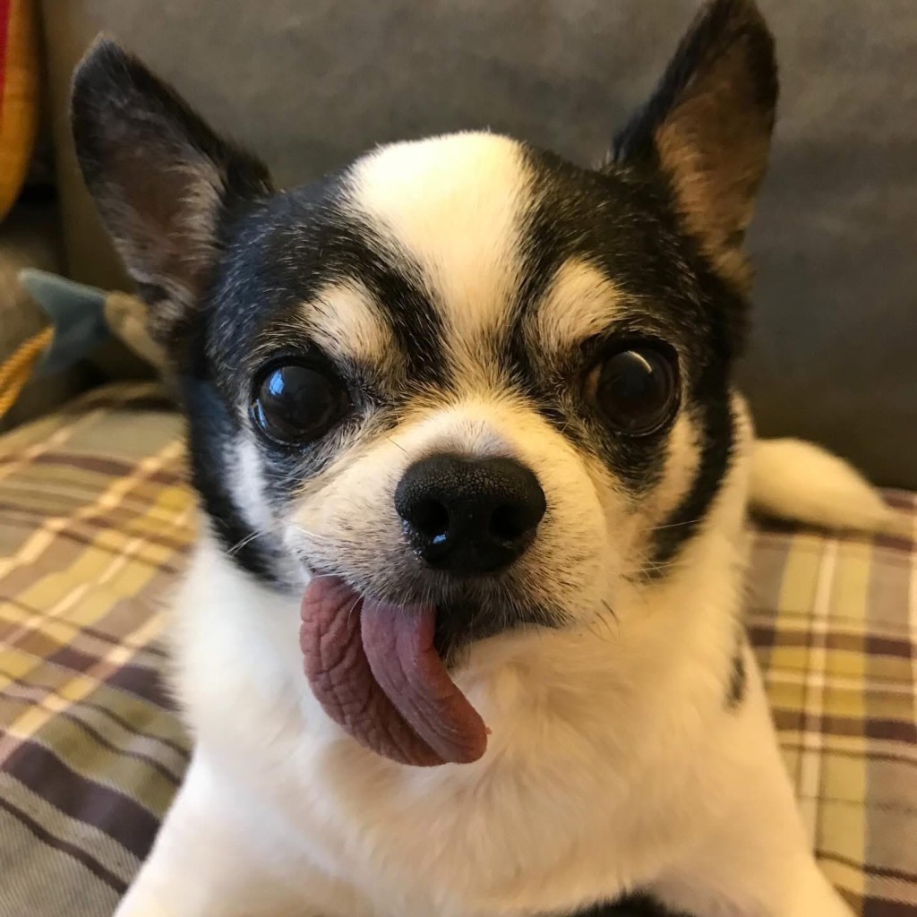 早前小儀的愛犬Dee Dee離世。