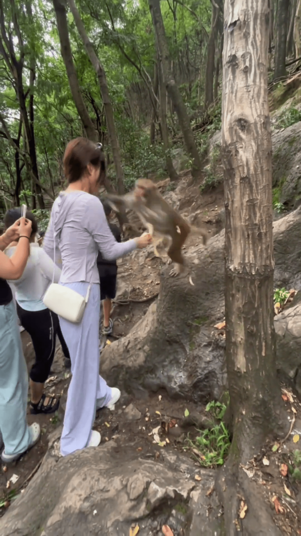 野猴撲向女遊客。