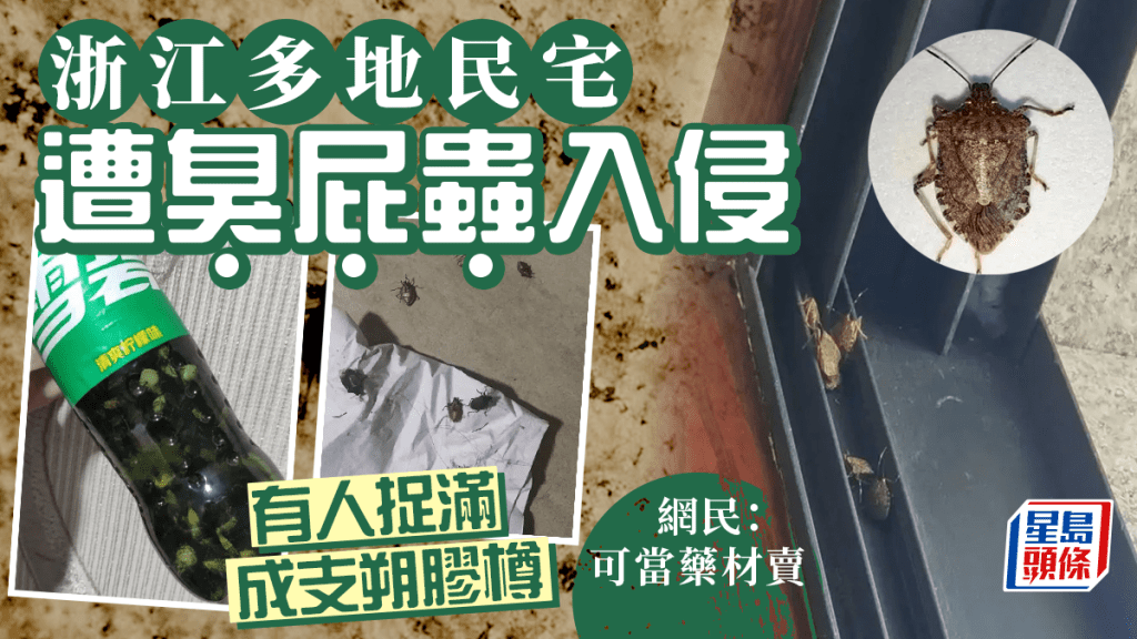 「臭屁虫」入侵浙江多地民宅 網民:可當藥材賣但根本抓不完