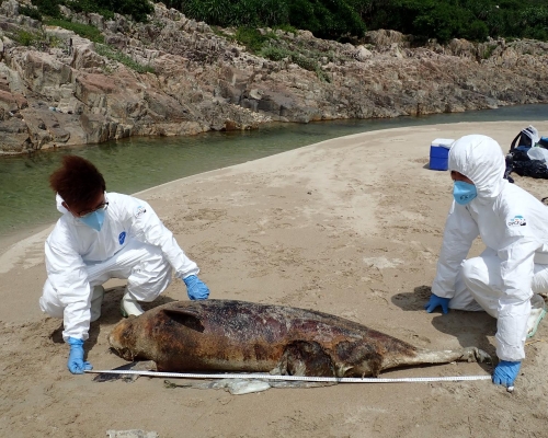 此為本年度第28宗鯨豚屍體擱淺事件。海洋公園保育基金提供