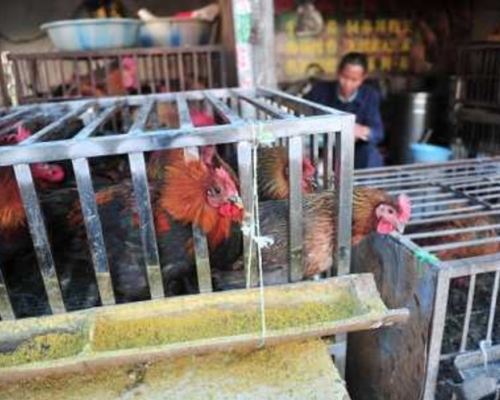 家禽接種疫苗有效減少了活禽市場和養殖場中H7N9病毒的傳播。