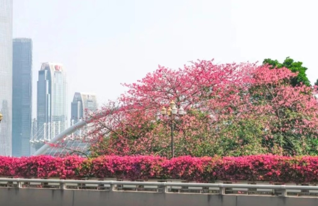 广州大桥南异木棉盛开。(图片来源：小红书@小可的旅游日记)
