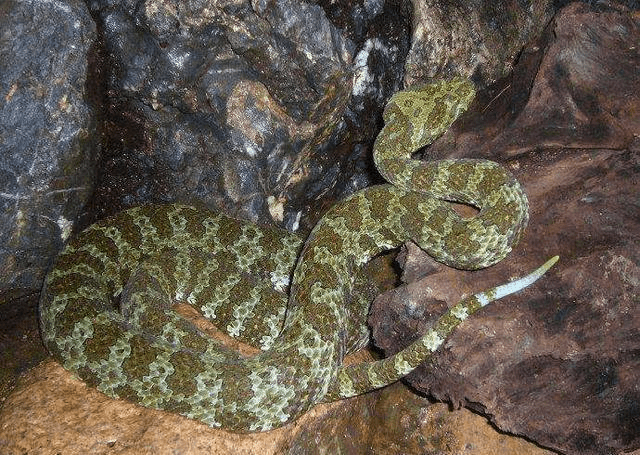 「莽山烙鐵頭蛇」分布於湖南、廣東兩省，1994年被列為「國際上一級優先保護的瀕危物種」。