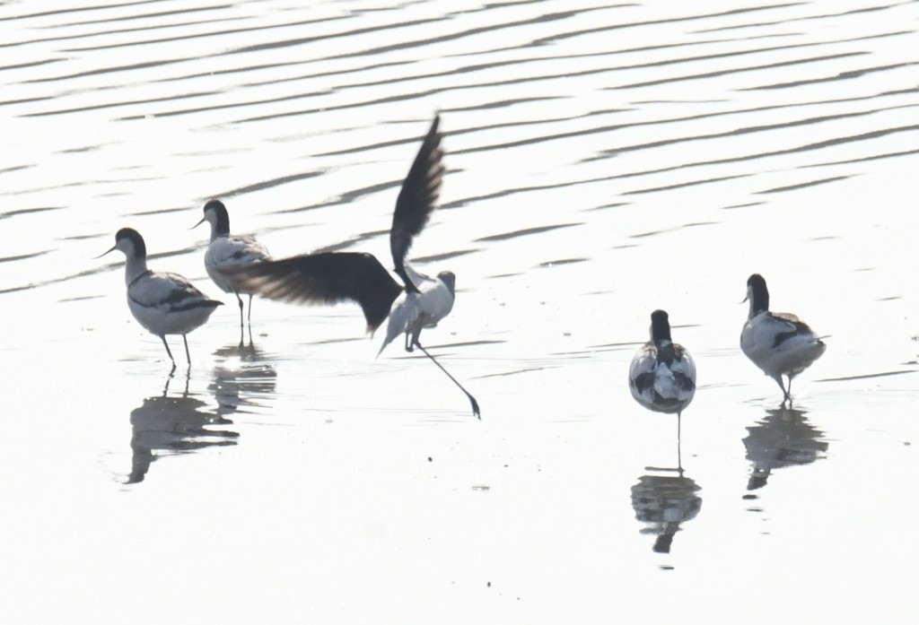 落馬洲濕地吸引逾280種鳥類到訪。 落馬洲濕地吸引逾280種鳥類到訪。