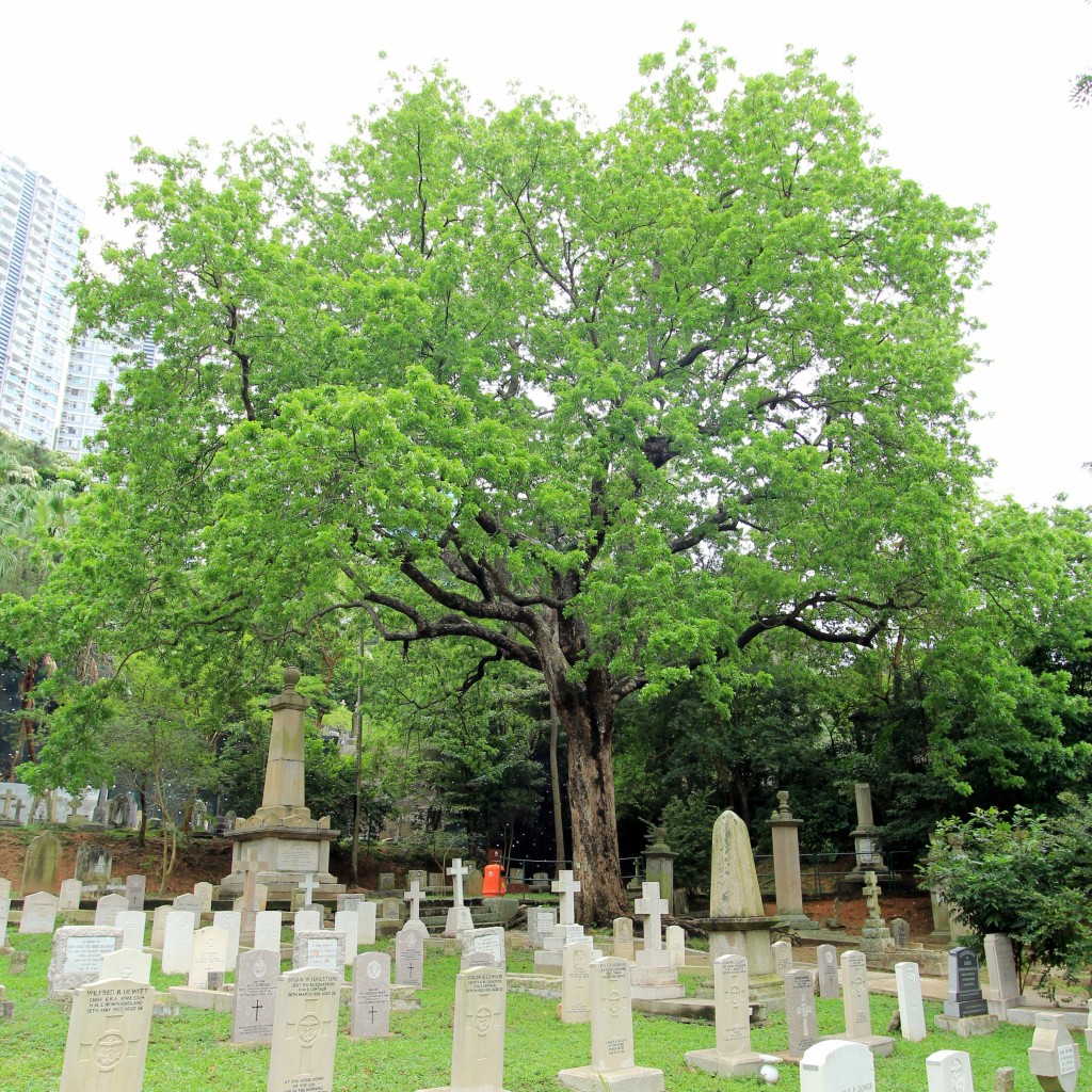 香港墳場內廣植樹木,其中有一株桃花心木。資料圖片 香港墳場內廣植樹木,其中有一株桃花心木。資料圖片