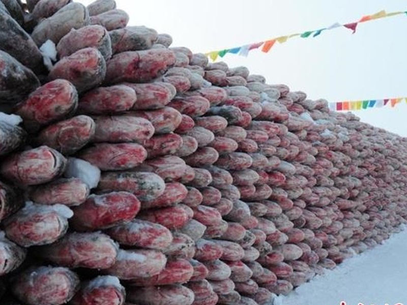 捕撈上來的魚被砌成一排排「魚牆」。網圖