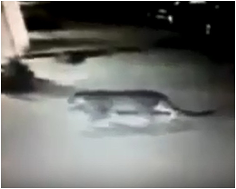 閉路電視拍到老虎在著名景點艾菲爾鐵塔以北的街道上游蕩。網圖