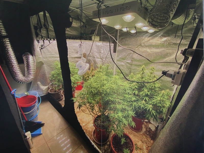 觀塘工廠大廈內的大麻種植場。