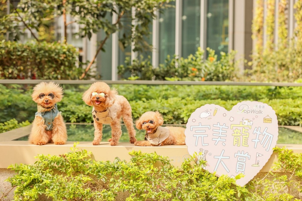 可参加由市集的手作档主评分的「完美宠物大赏」，收集印仔换礼物。