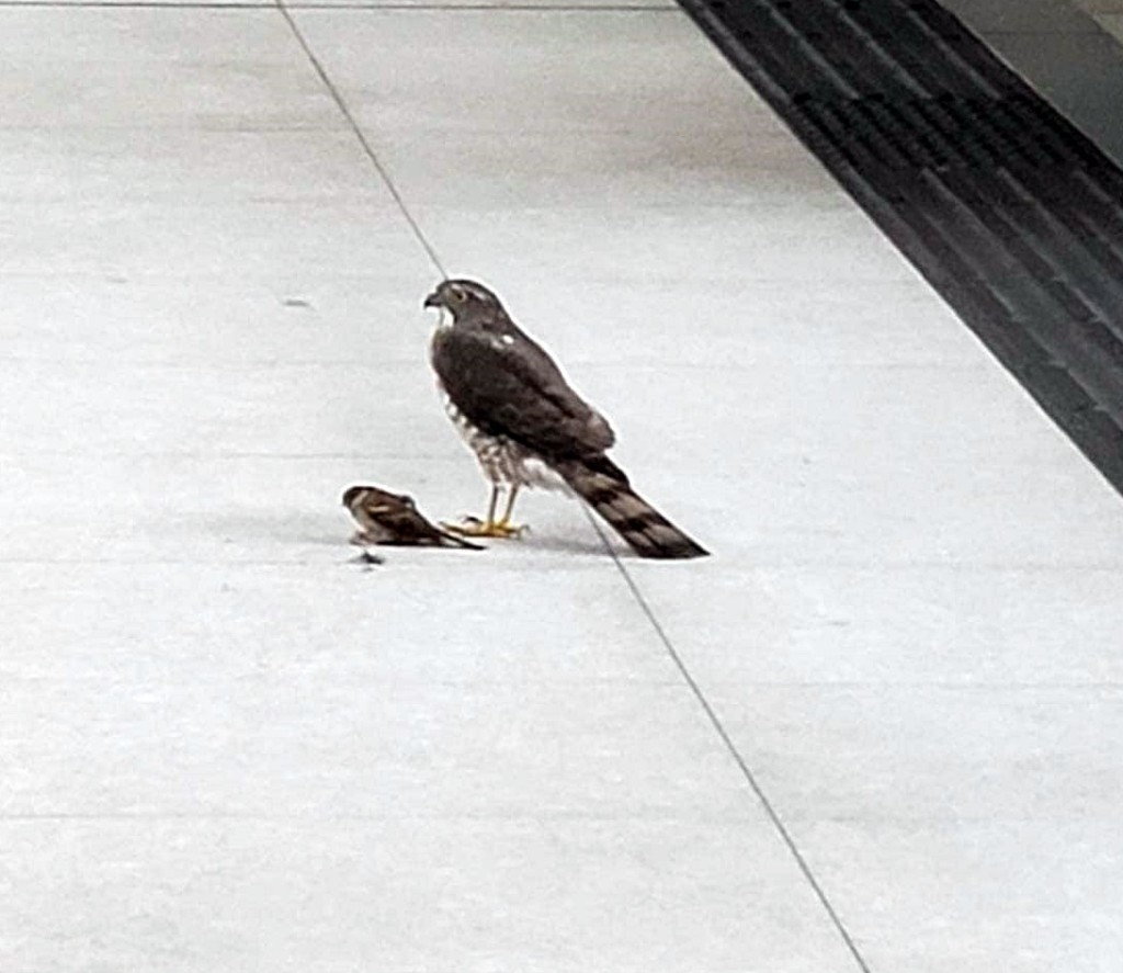 麻鷹曾在月台捕捉麻雀。fb：香港自然生態論壇