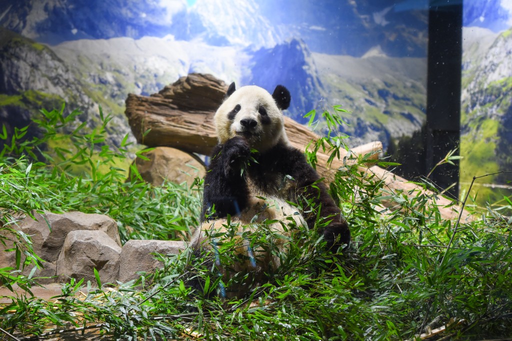 旅日大熊猫“晓晓”和“蕾蕾”周二启程回国。中新社