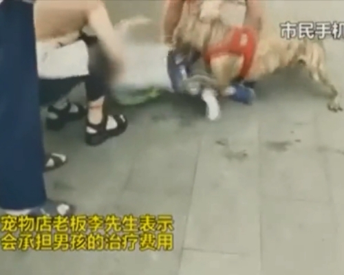 鬥牛㹴咬了半分鐘後才肯鬆開口。片段截圖
