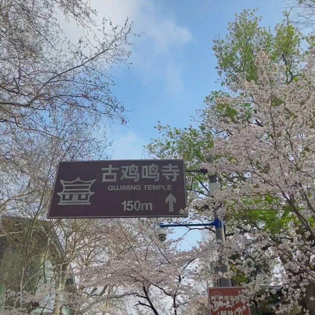 古雞鳴寺景區周圍開滿櫻花，吸引不少人來打卡。 網圖
