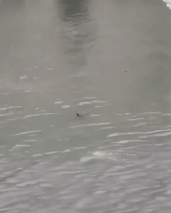 专家相信，风暴潮把巴尼加特湾海水推入瑟夫市，鲨鱼亦随水流被带到原本干涸的街道。X@pisklauren