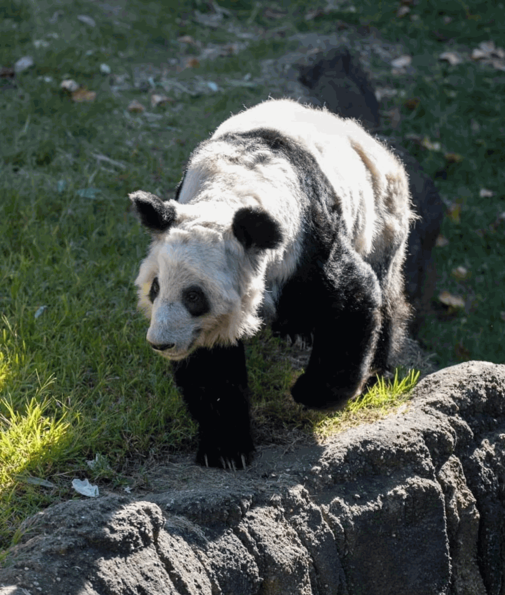 网民拍下大熊猫「丫丫」骨瘦嶙峋的状态。