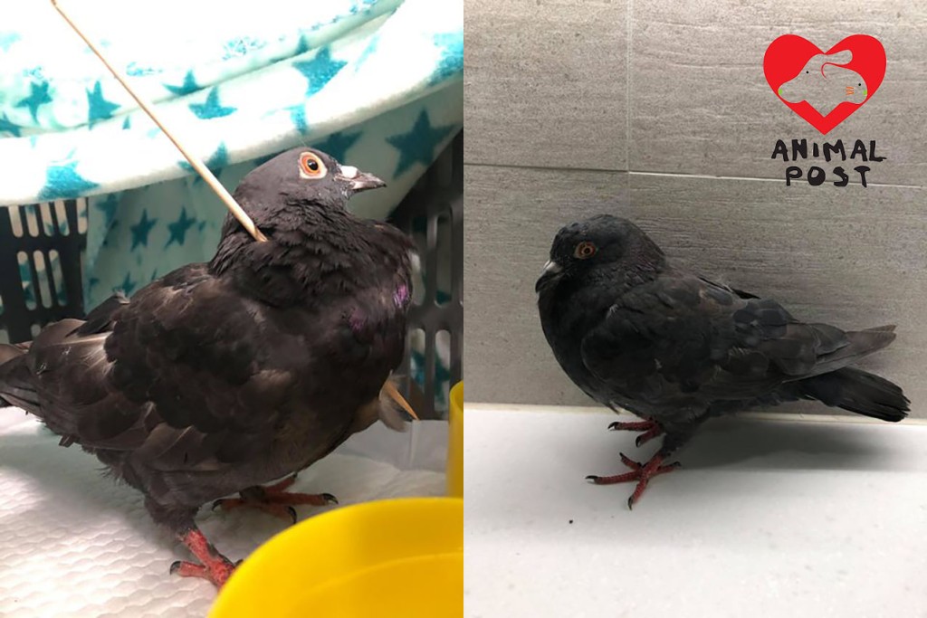 竹签由野鸽背部插穿前胸。香港动物报FB图片