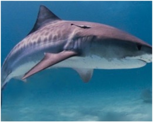 美國女遊客遭虎鯊襲擊死亡。網圖