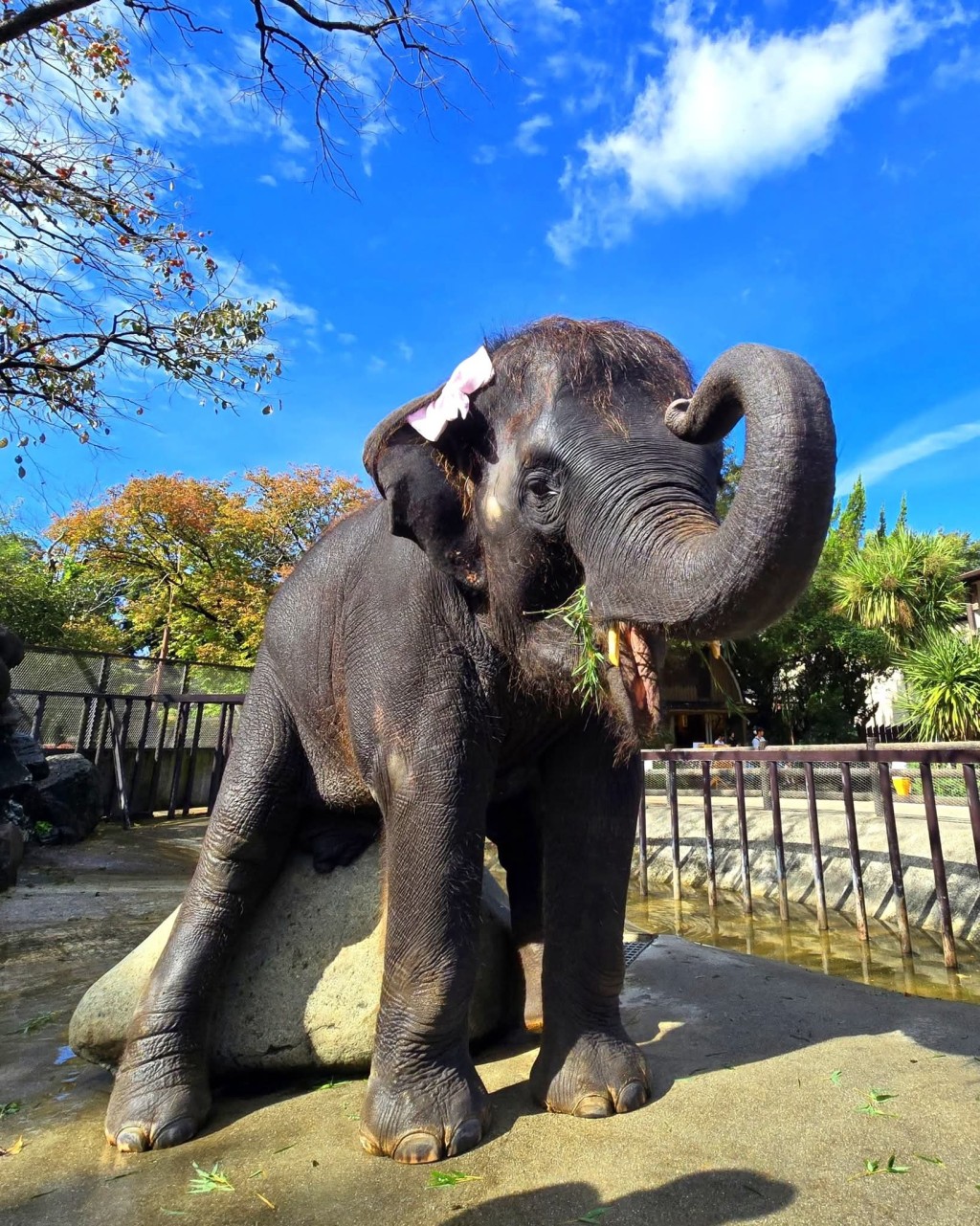 日本千叶县市原象之国饲养多头大象。 市原ぞうの国 日本千叶县市原象之国饲养多头大象。 市原ぞうの国