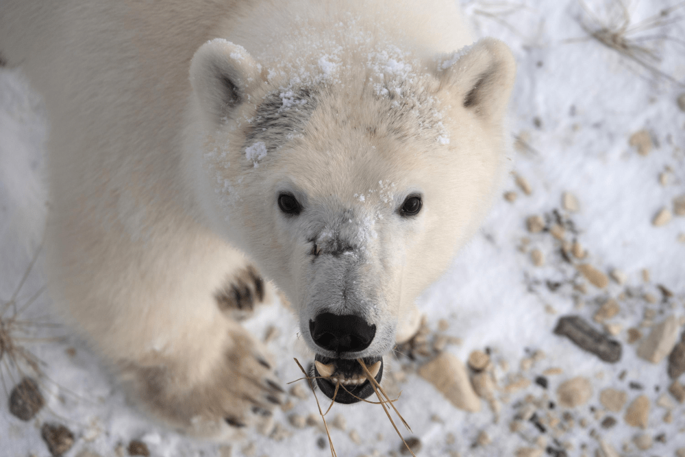 在阿拉斯加最近历史上，北极熊攻击人致死事件很少见。AP资料图