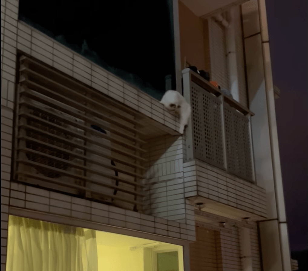 寵物貓在窗外簷蓬上。網上片段截圖