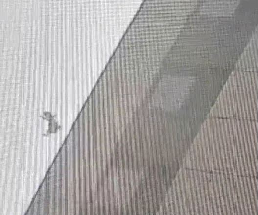   黑龍江有貓咪由16樓跌落街「零受傷」。抖音
