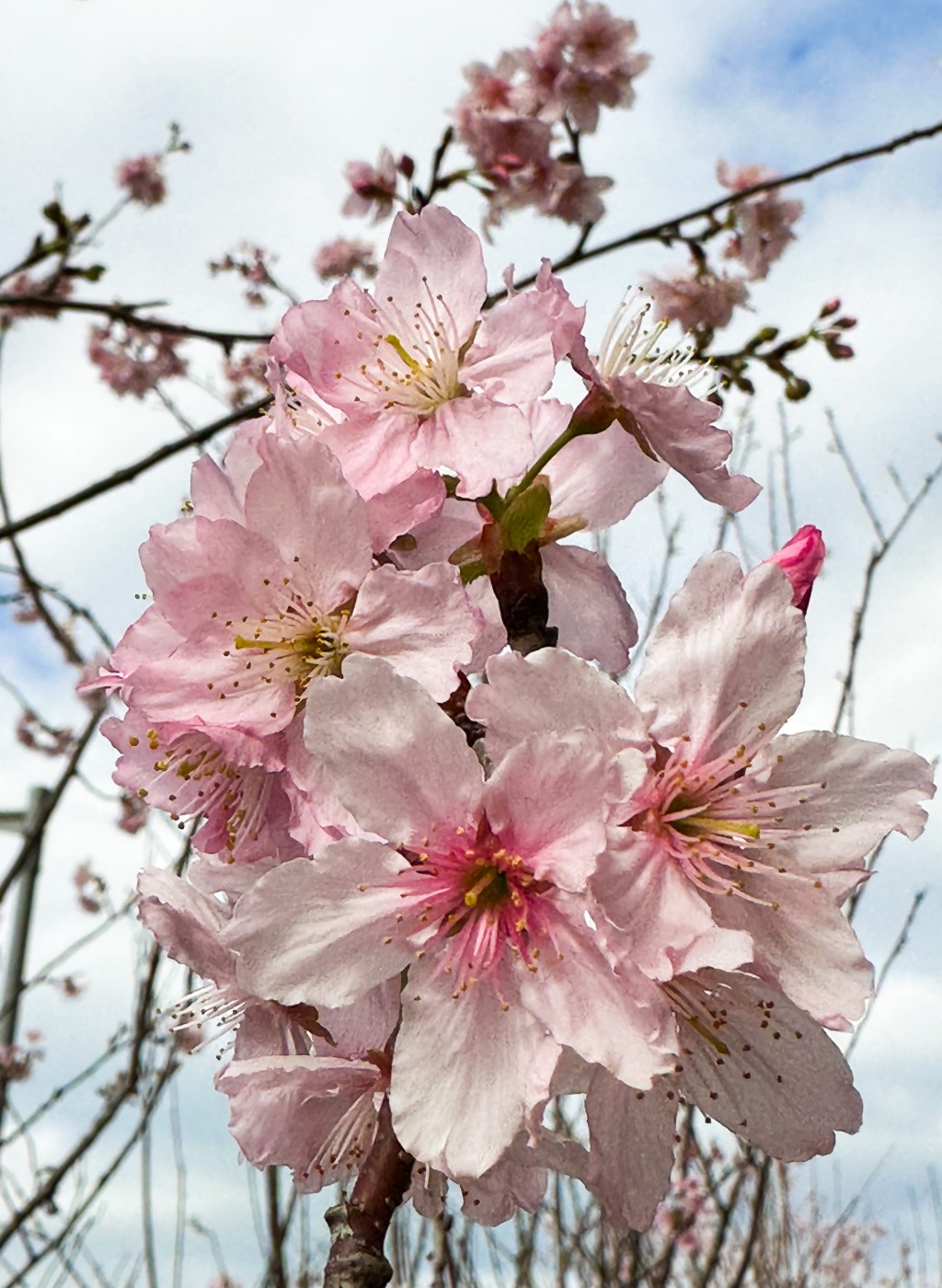 拍摄樱花小贴士：近距离用微距镜拍摄，尽量将樱花放大，樱花会更清晰更吸引