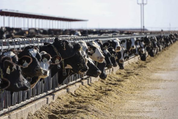 美國農業部資料顯示，德州是全美5大牛奶生產州之一。