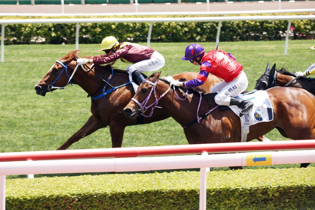 「精英勇士」同主馬「神彩勇士」在港初出即勝，可見此系馬利即食。